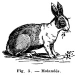 Como hacer CONEJERAS – ENFERMEDADES de los conejos (2 de 2).