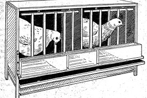 jaulas para gallinas